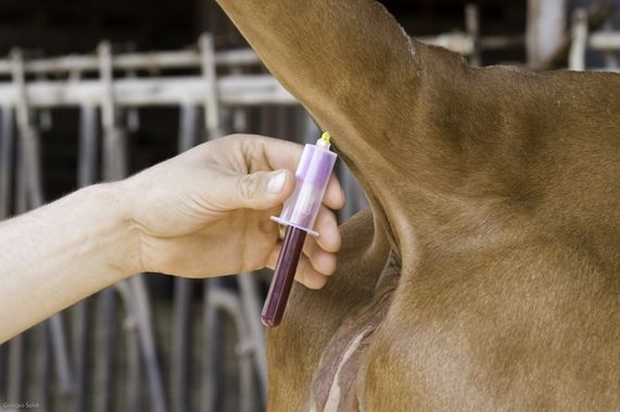 La fin de la campagne de prophylaxie bovine approche !