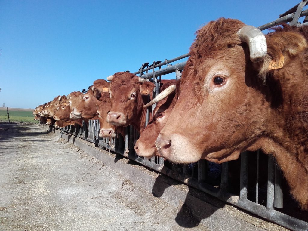 Accord interprofessionnel d’enlèvements des bovins destinés à l’élevage