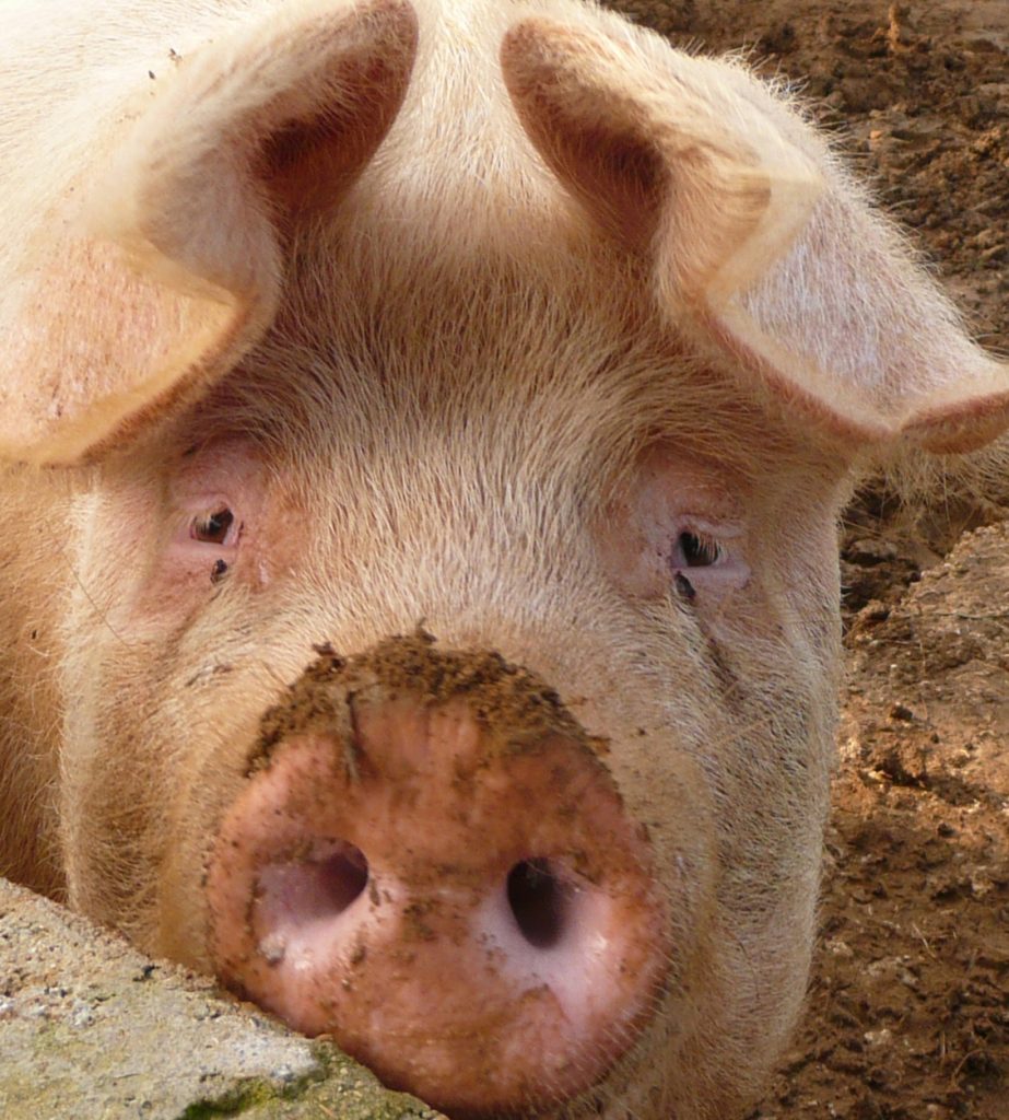 Peste porcine africaine –> La vigilance reste de mise
