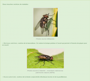 Moucheron (insecte) — Wikipédia