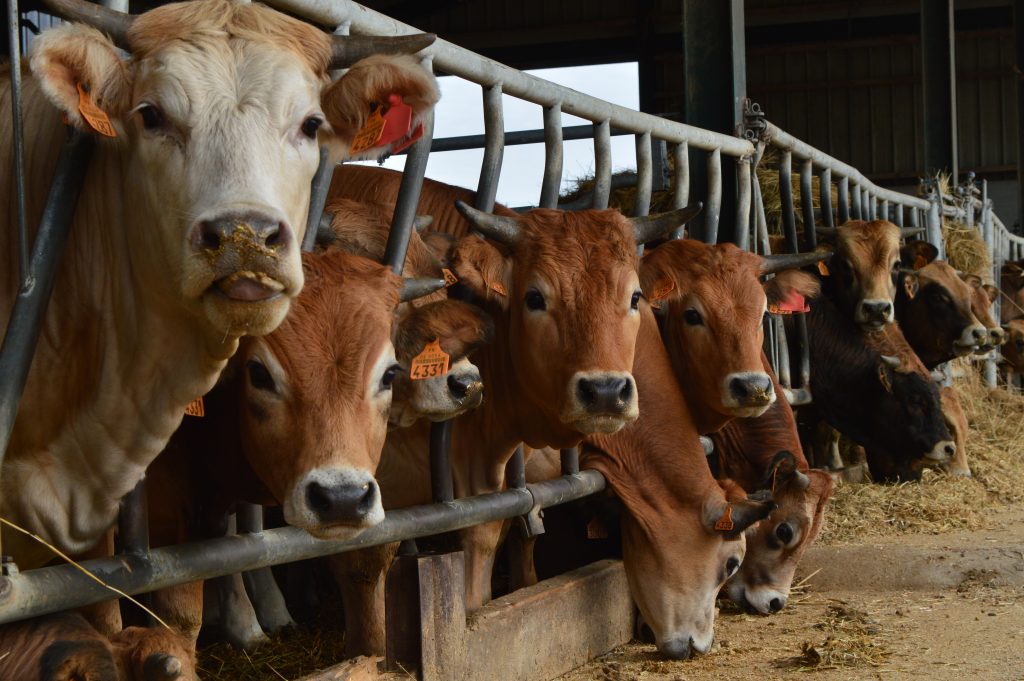 Campagne de prophylaxie bovine 2022-2023 en Hauts-de-France