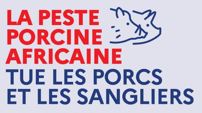 PESTE PORCINE AFRICAINE –> la vigilance reste de mise cet été en France