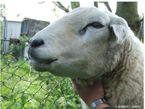 Recommandation de vaccination des bovins et ovins contre la Fièvre  Catarrhale Ovine (FCO)