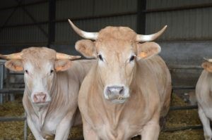 La campagne annuelle de prophylaxie des troupeaux de bovins a débuté le 01/11/2023 en Hauts-de-France