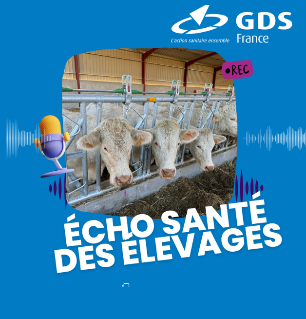 Echo santé des élevages : Épisode 3 – Reconnaître et agir : MHE & FCO, les bons réflexes en élevage