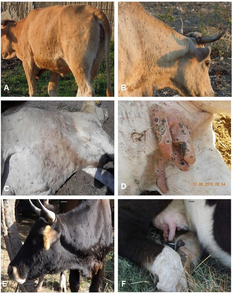 Dermatose Nodulaire Contagieuse : fiche réflexe pour les éleveurs bovins