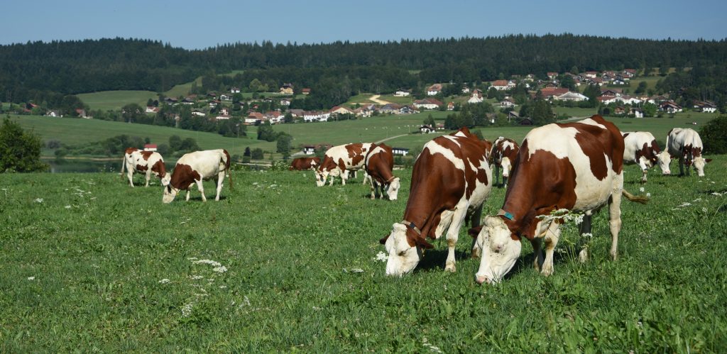 Dermatose Nodulaire Contagieuse (DNC) – Point de situation au 4 août 2025
