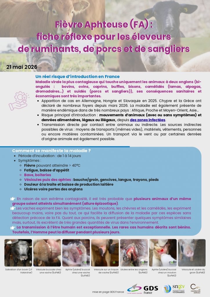 Fiche réflexe: Fièvre Aphteuse