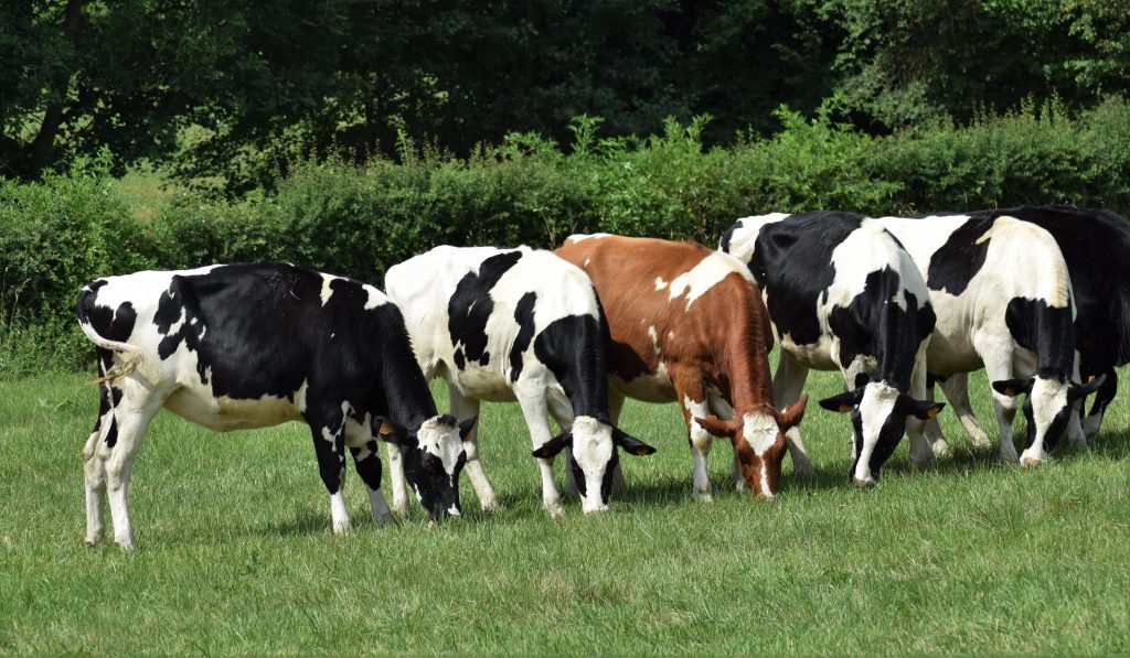Point de situation : Orthobunyavirus